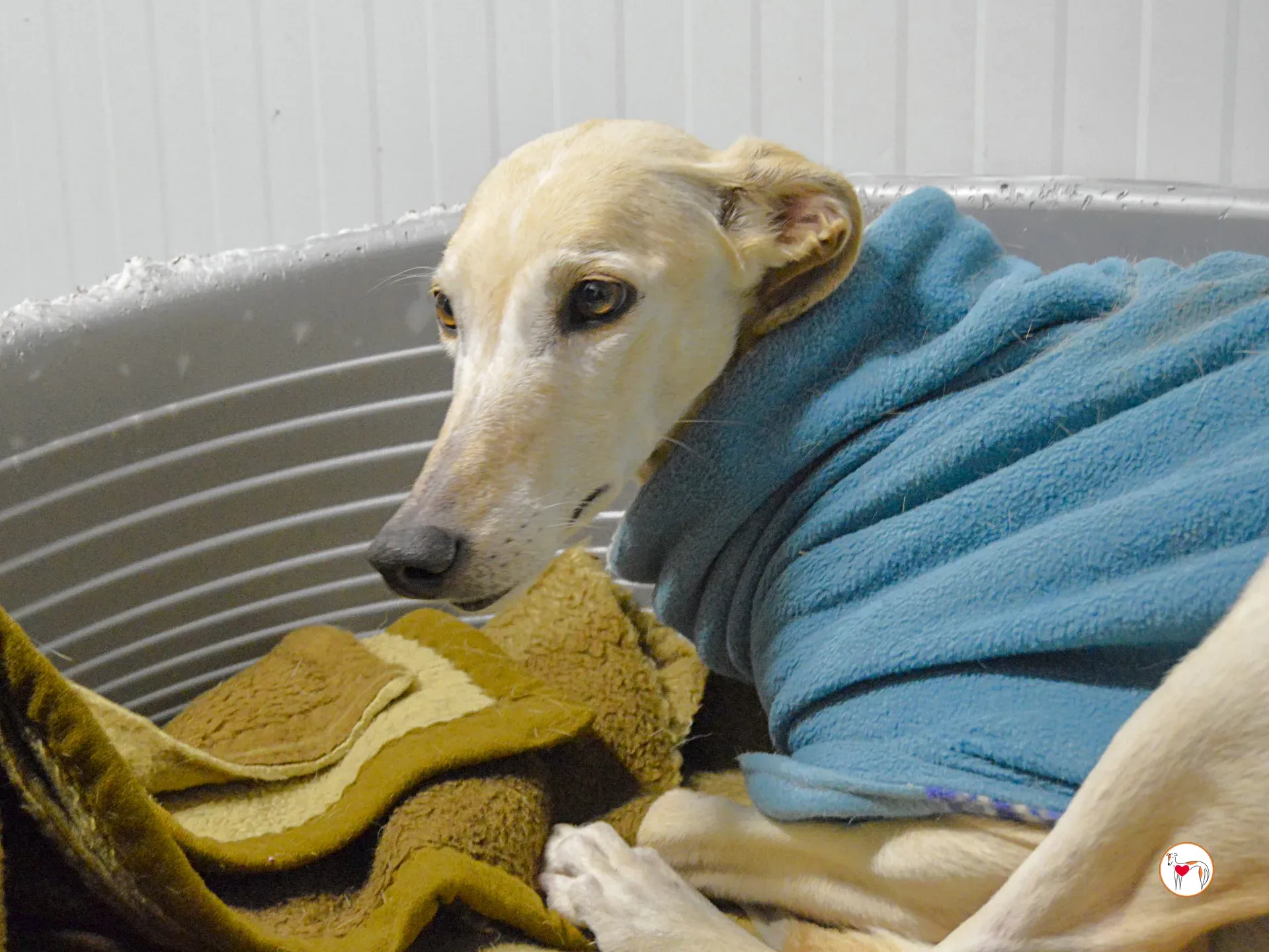 maria galgo adozione 4