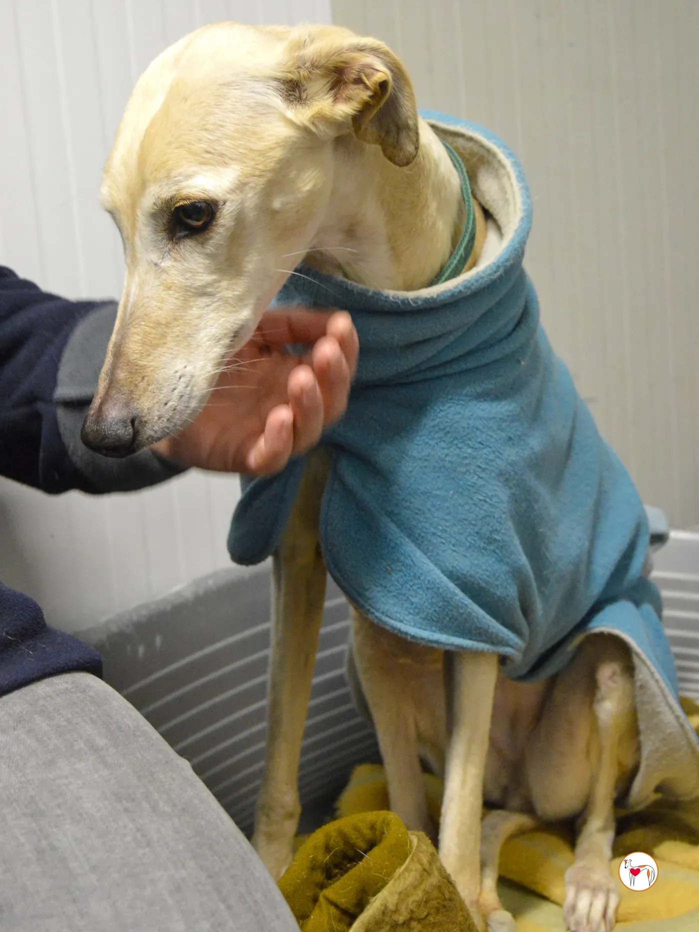 maria galgo adozione 5