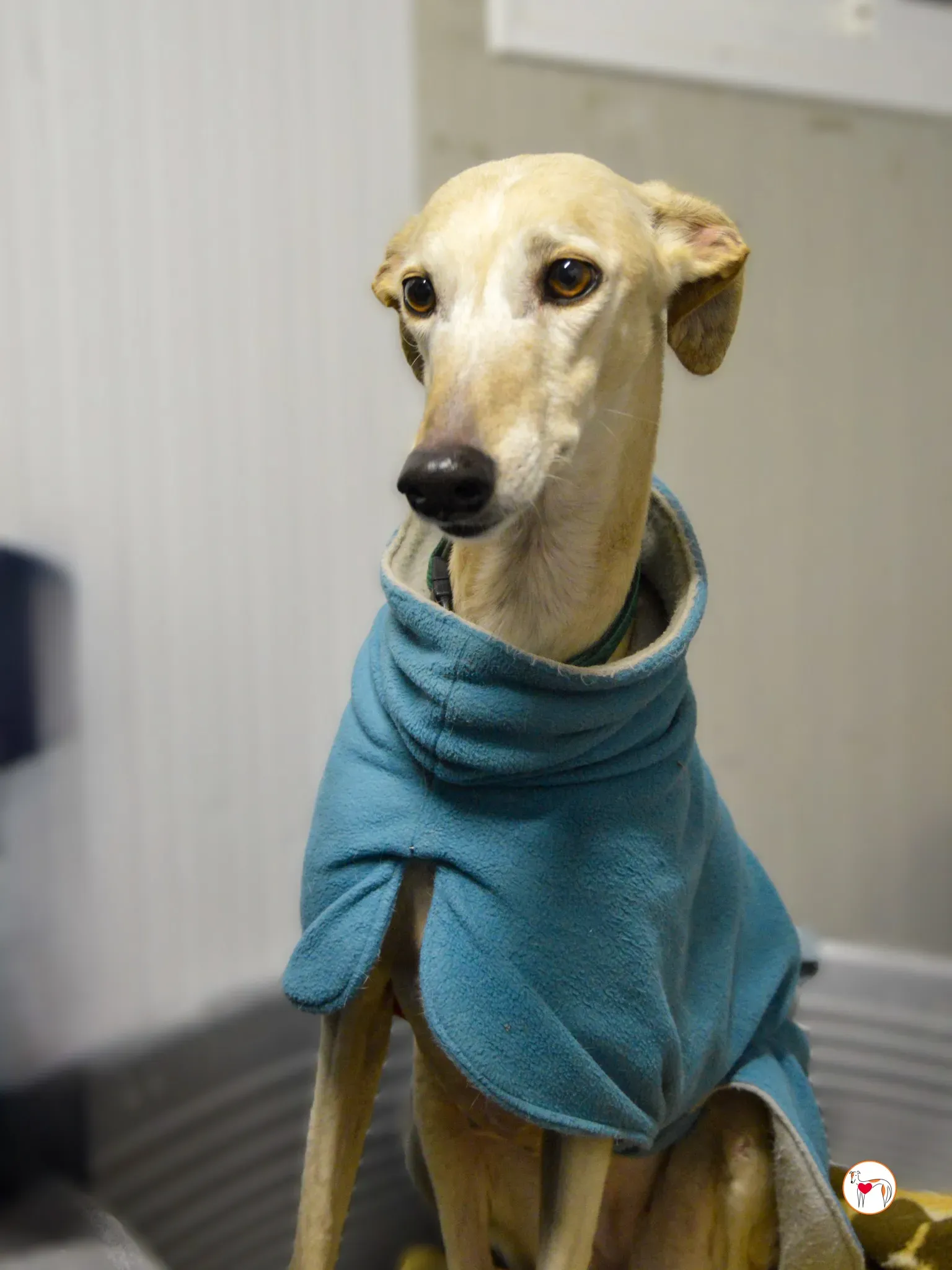 maria galgo adozione 6