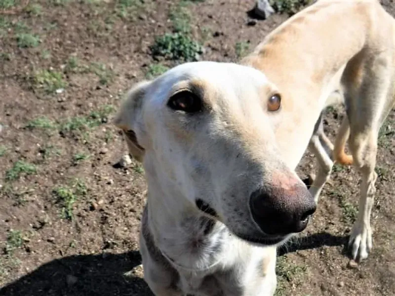 marino pd 3 941000019519036