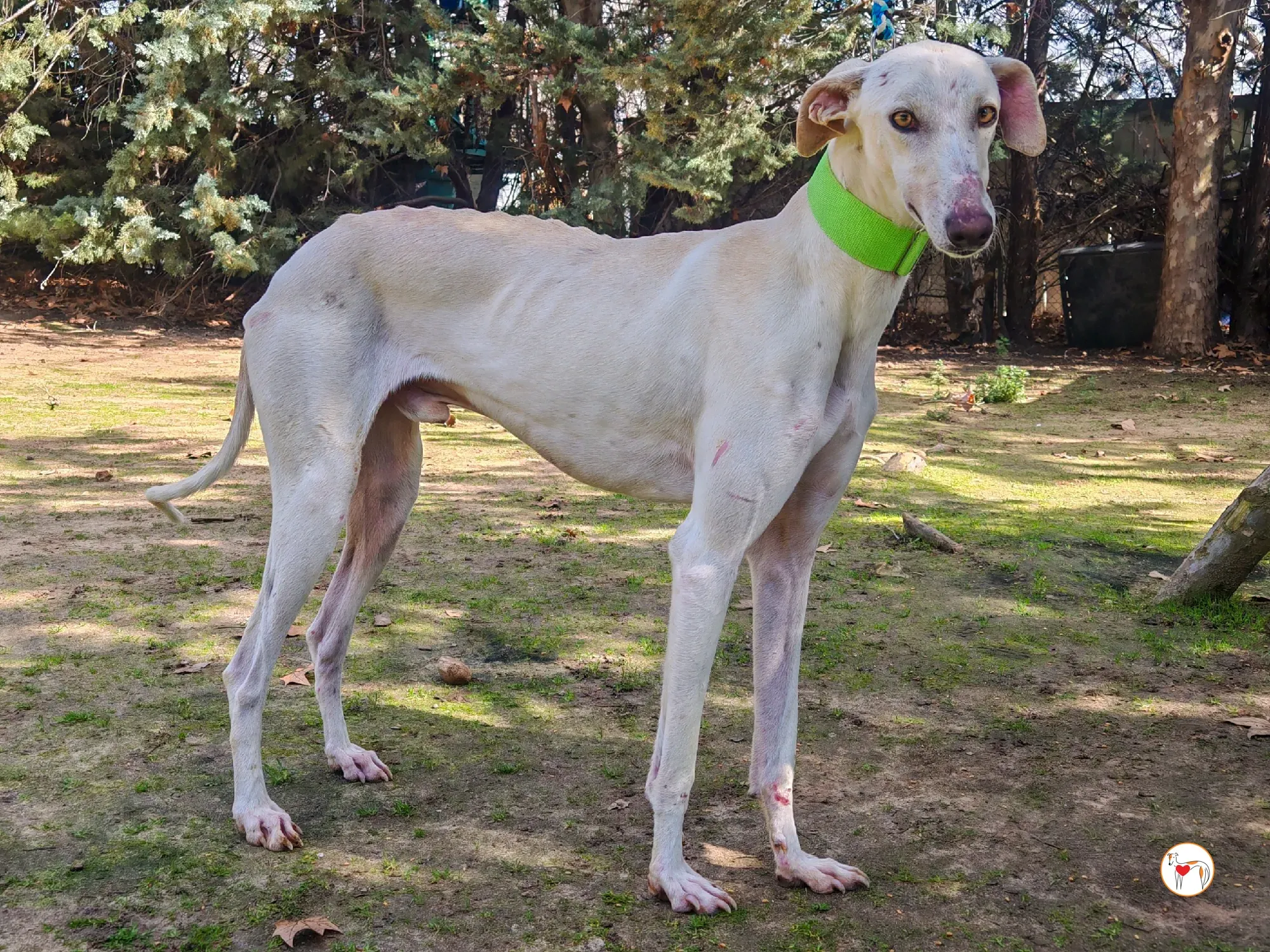 mario galgo adozione 01