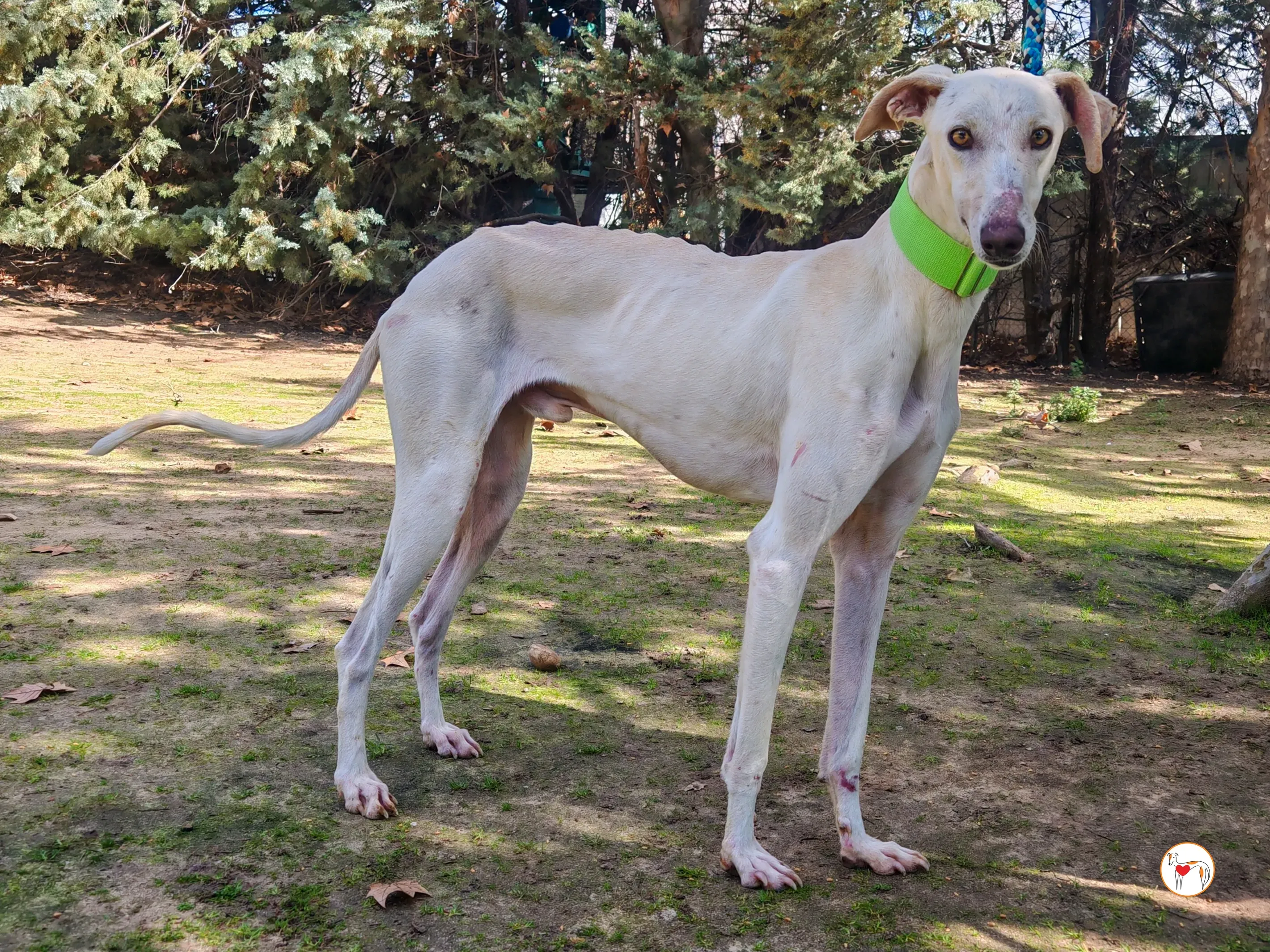 mario galgo adozione 02