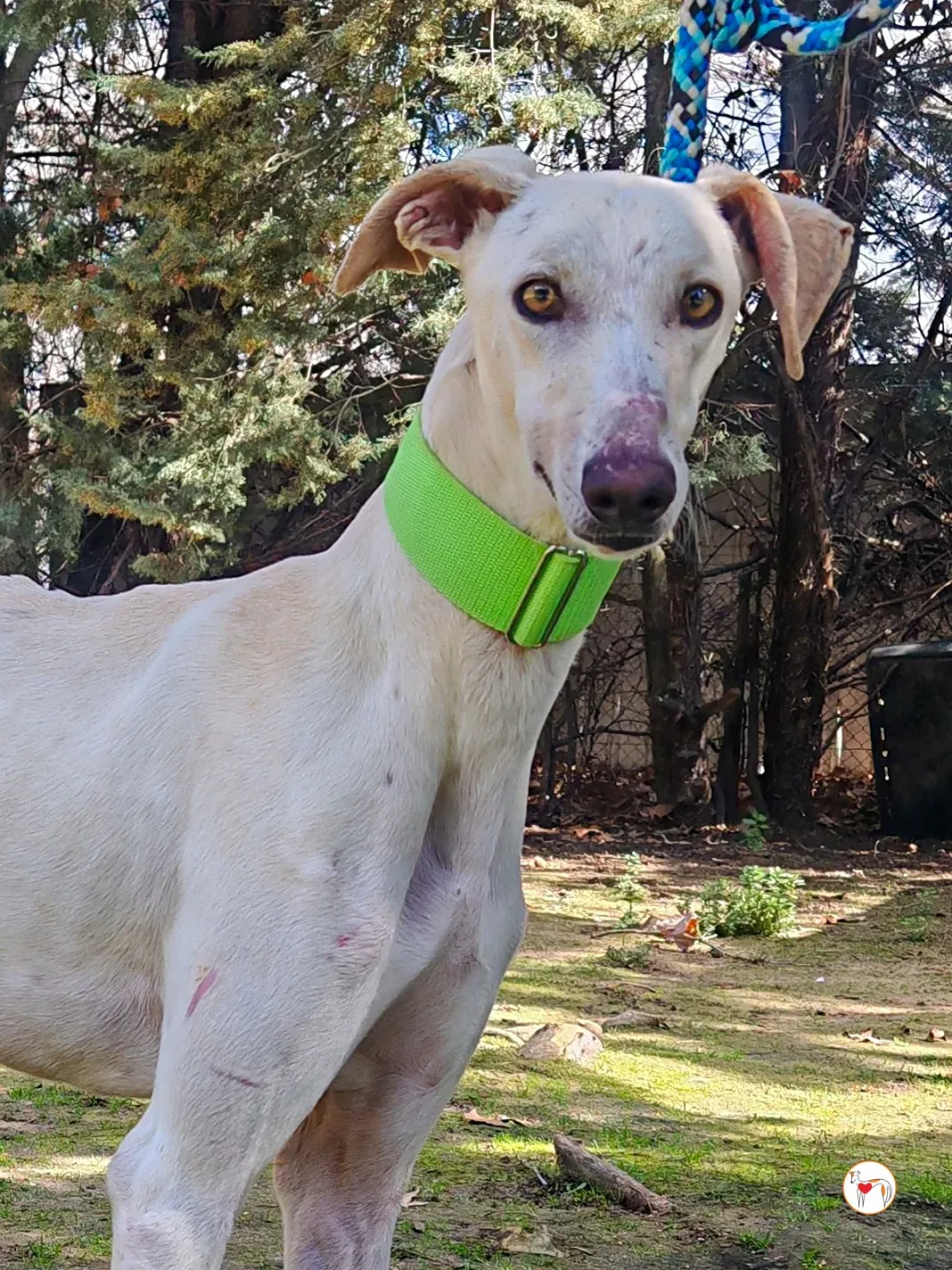 mario galgo adozione 03