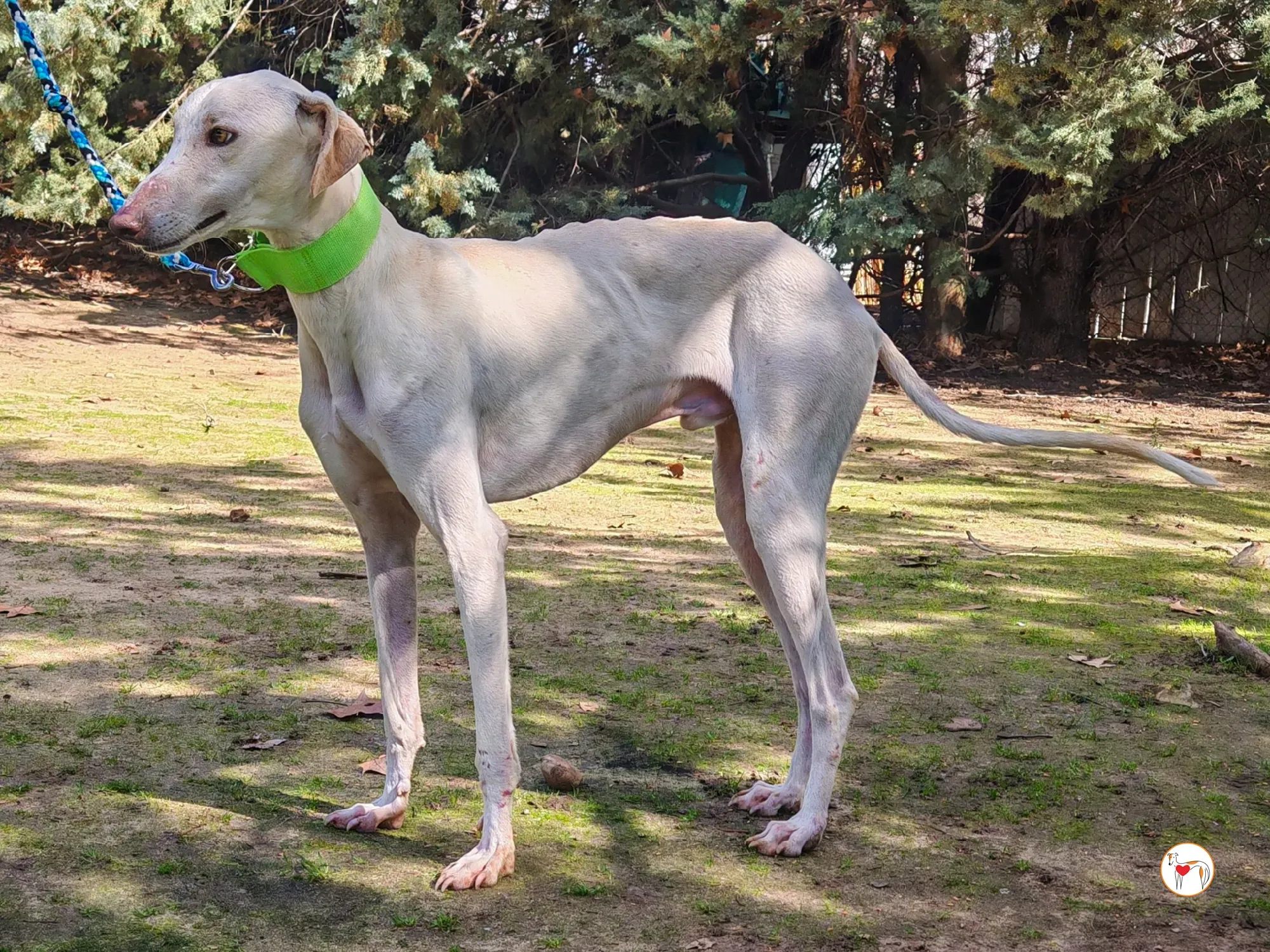 mario galgo adozione 04