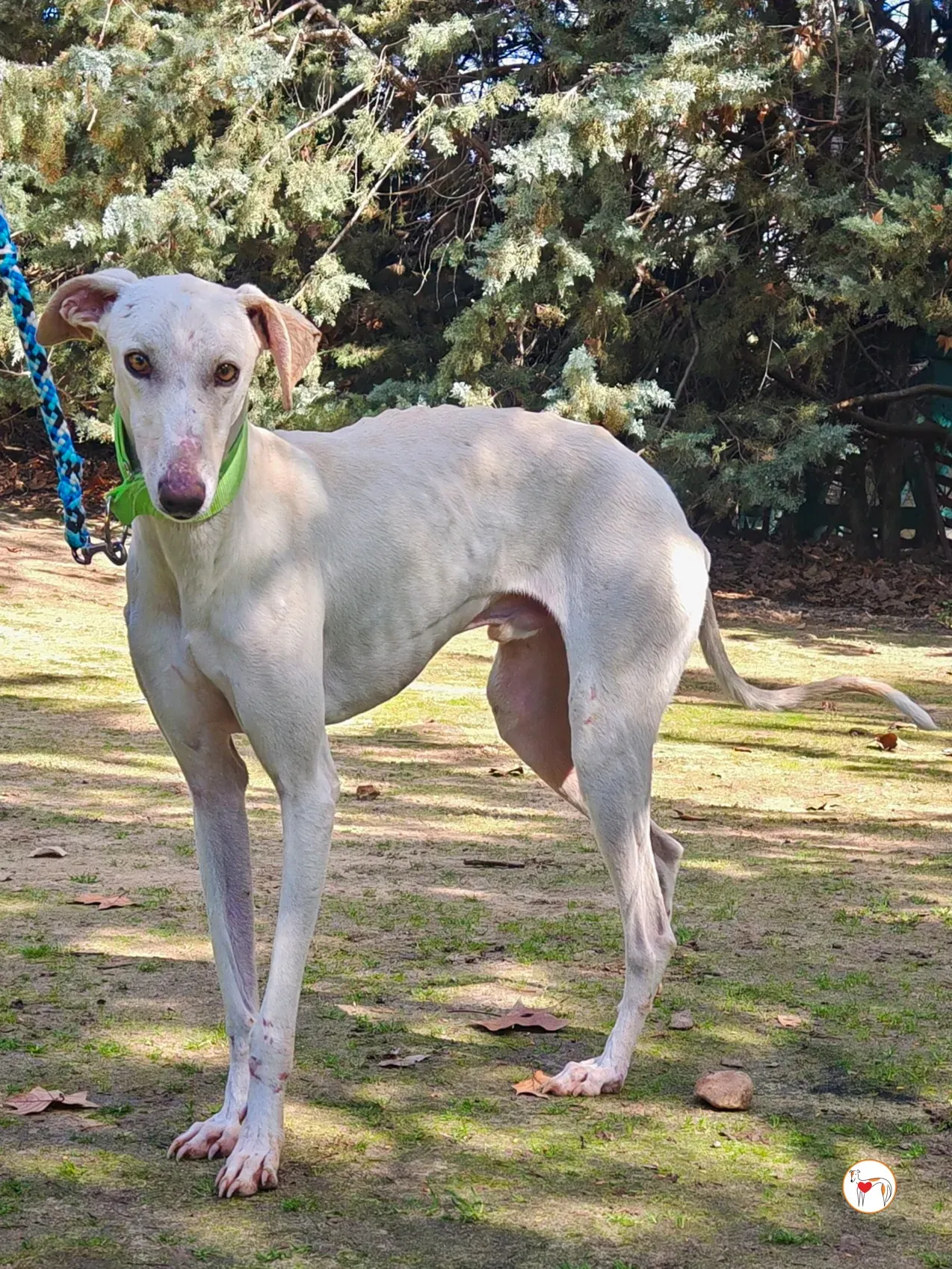 mario galgo adozione 05