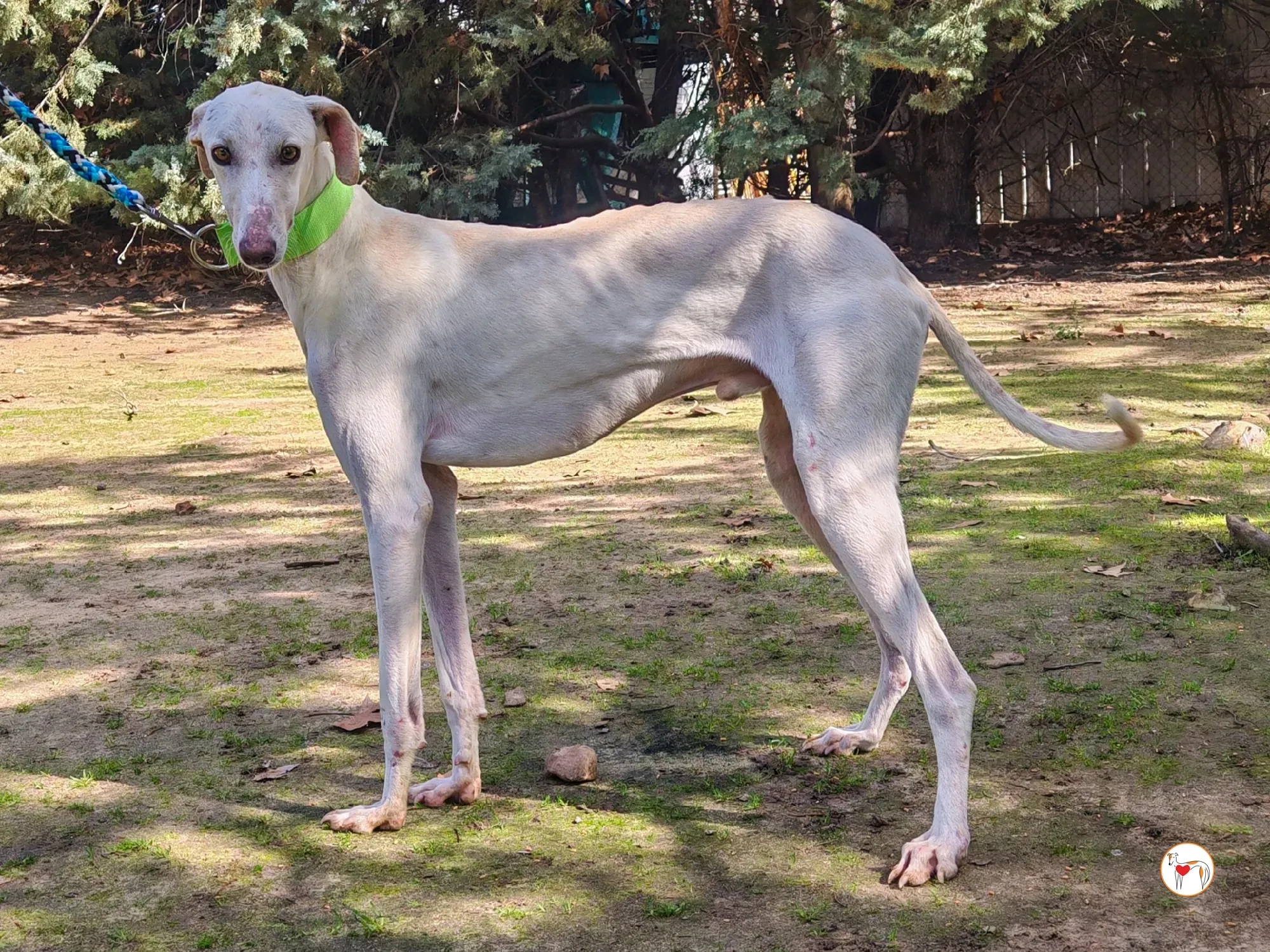 mario galgo adozione 06