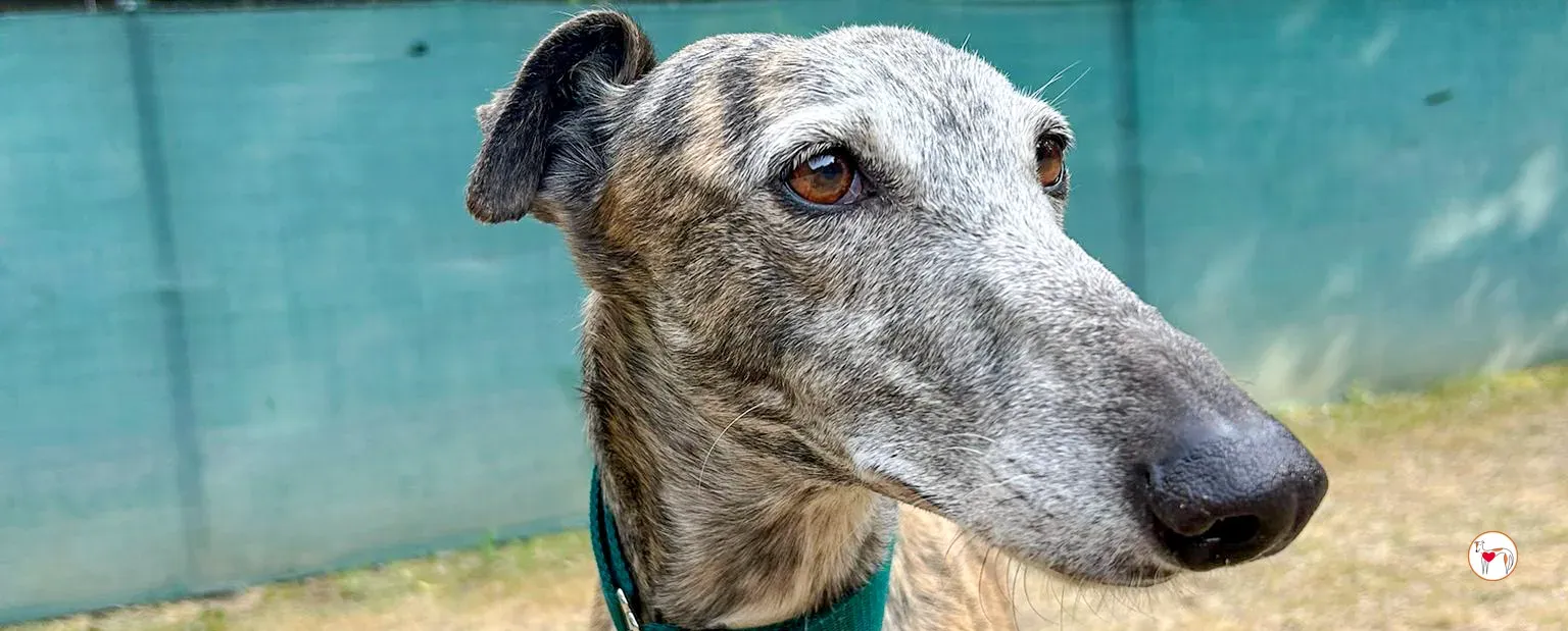 marisa galgo adozione 00 copertina a