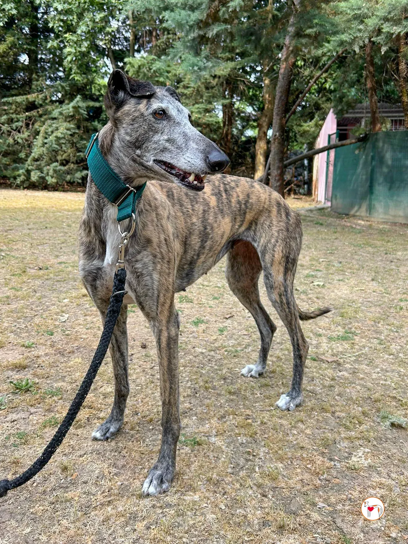 marisa galgo adozione 01