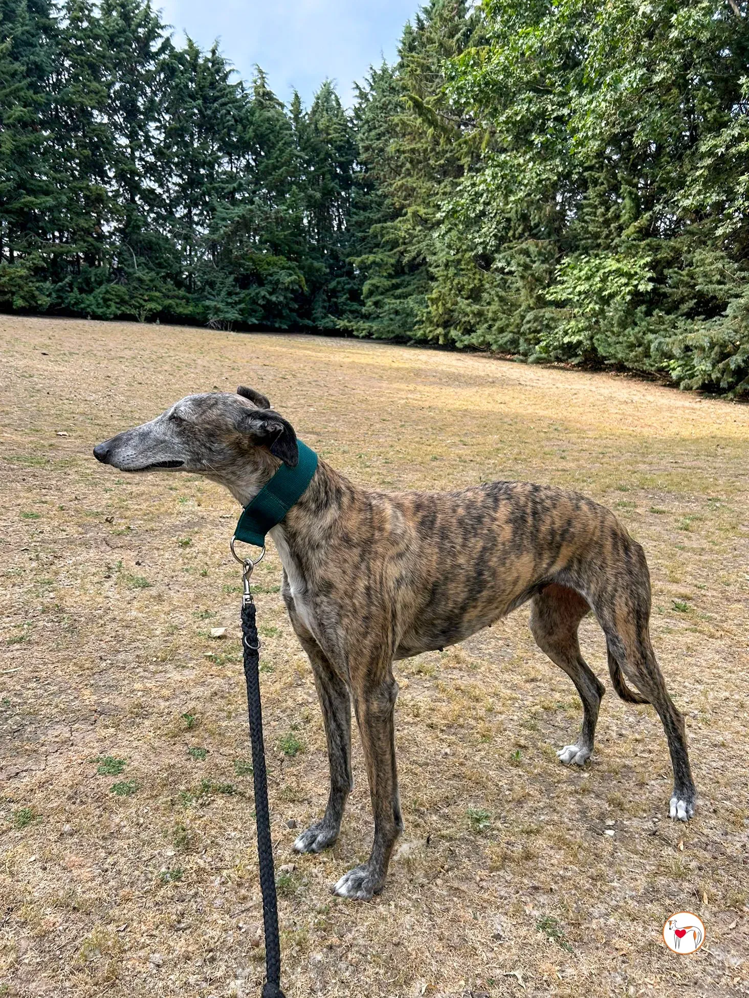 marisa galgo adozione 02