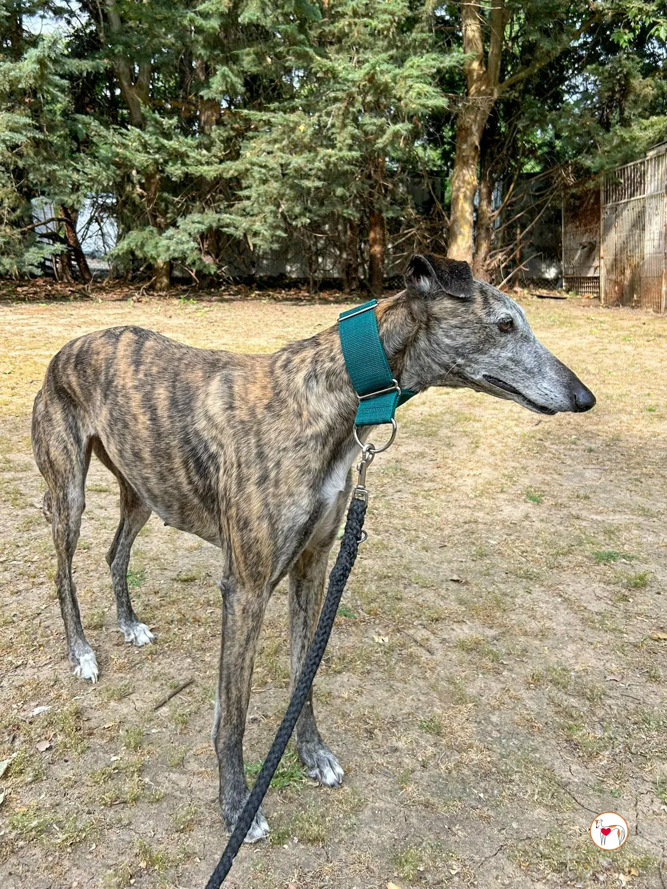 marisa galgo adozione 03