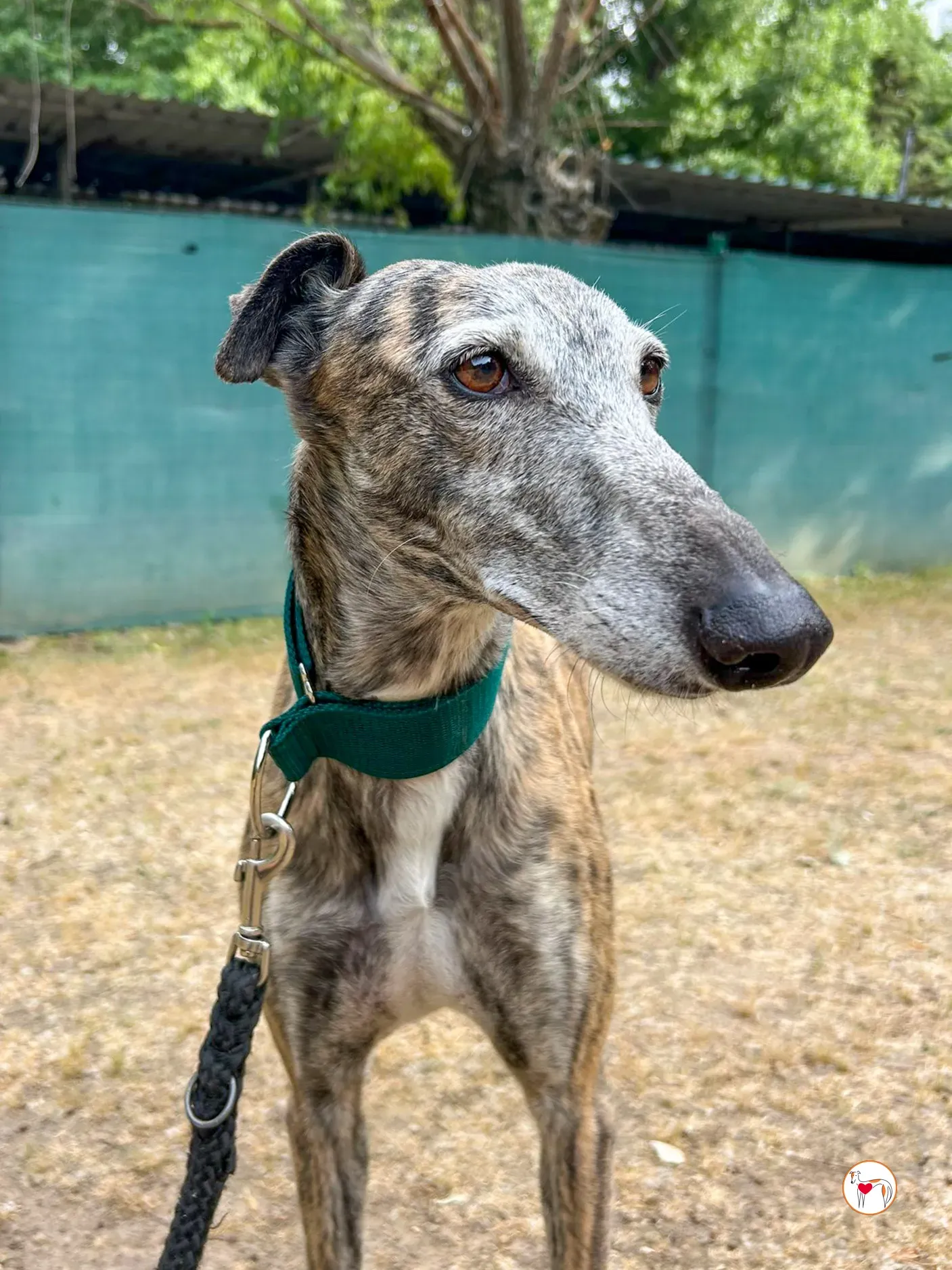 marisa galgo adozione 04