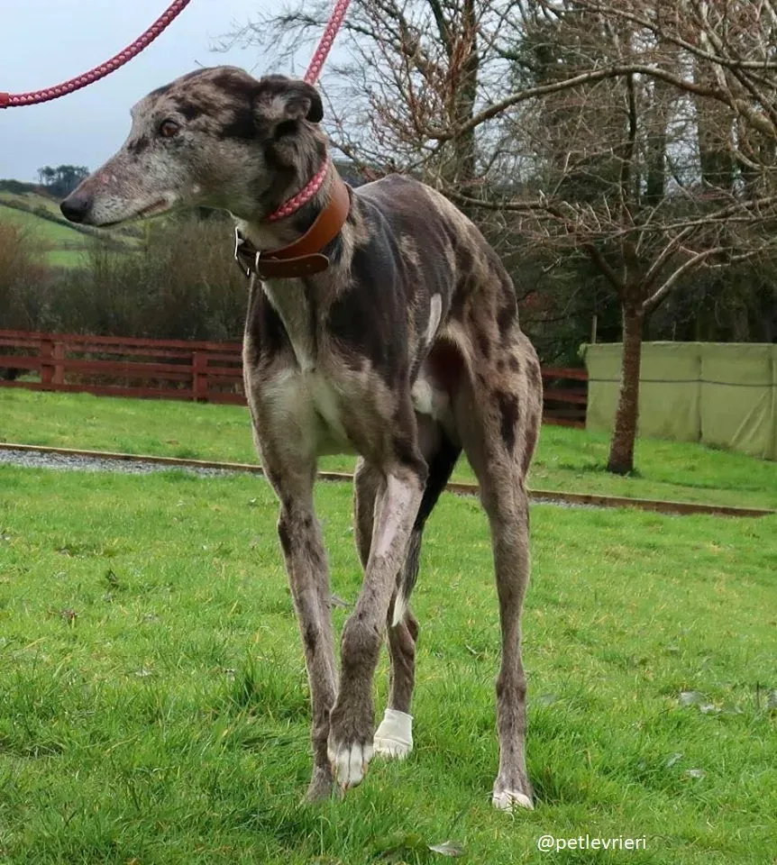marley adozione greyhound 1