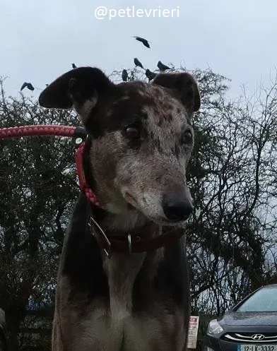 marley adozione greyhound 10