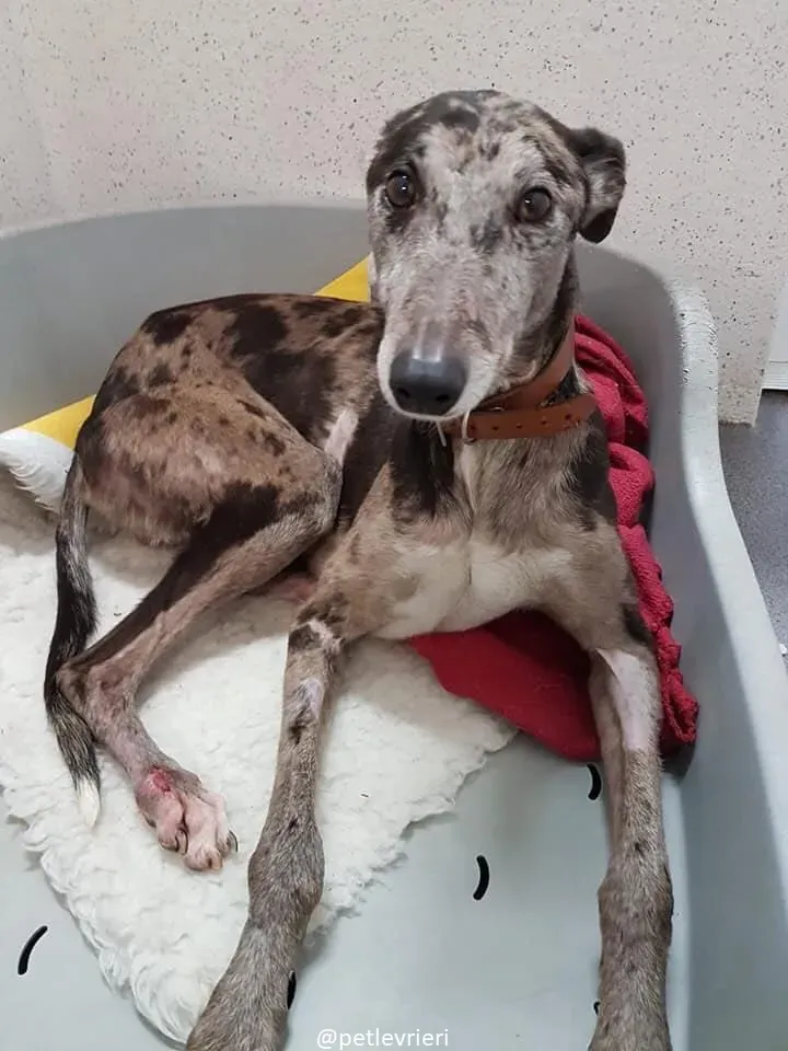 marley adozione greyhound 11