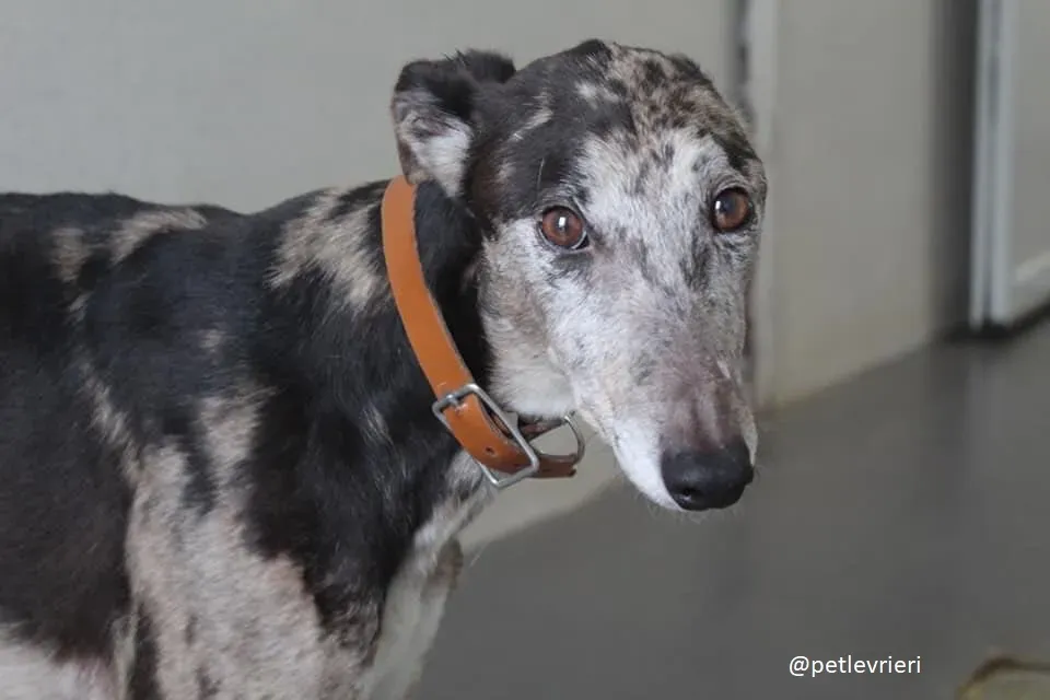 marley adozione greyhound 12