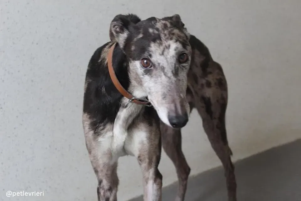 marley adozione greyhound 13