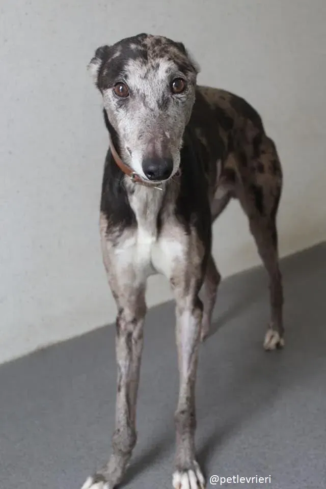 marley adozione greyhound 14