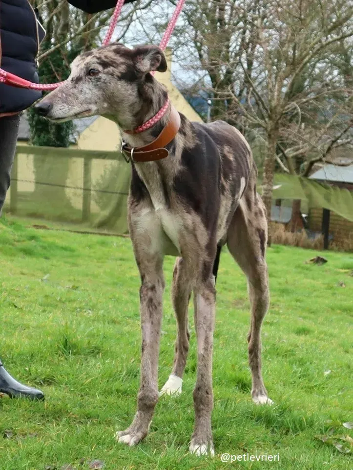marley adozione greyhound 2