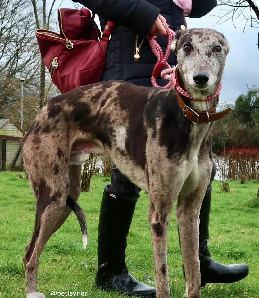 marley adozione greyhound 3