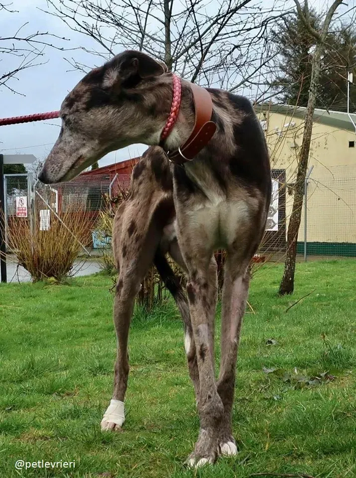 marley adozione greyhound 4