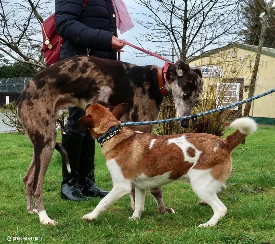 marley adozione greyhound 5