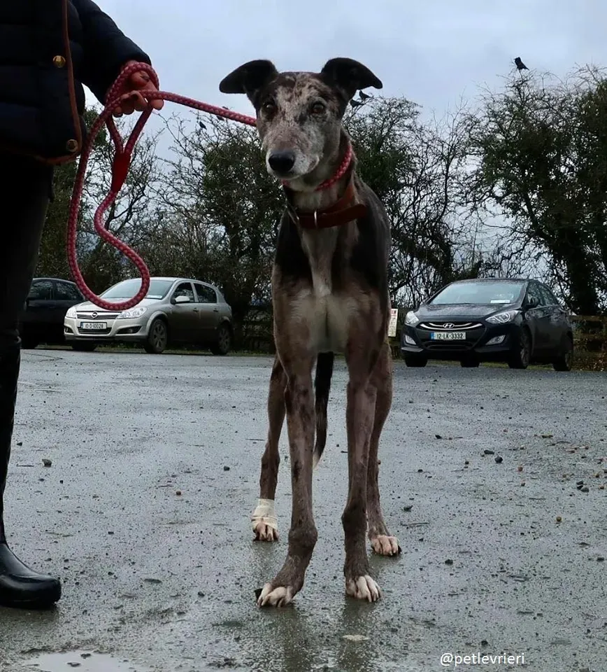 marley adozione greyhound 6
