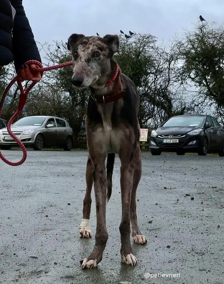 marley adozione greyhound 7