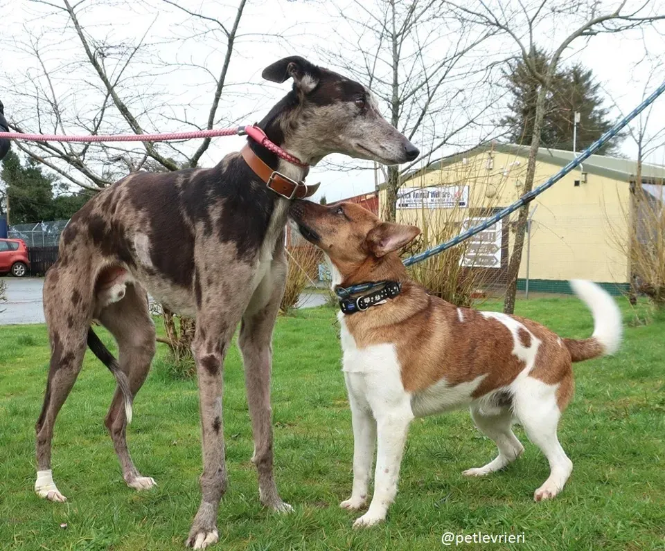 marley adozione greyhound 8