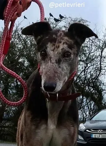 marley adozione greyhound 9