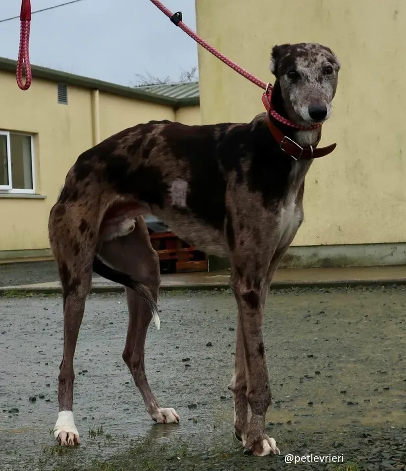 marley adozione greyhound