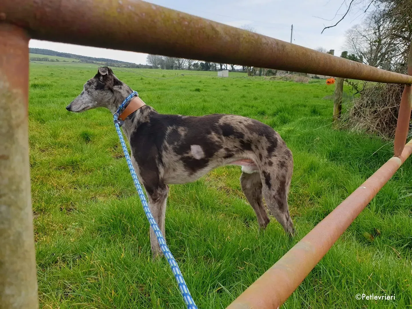 marley adozione levrieri greyhound 1 1