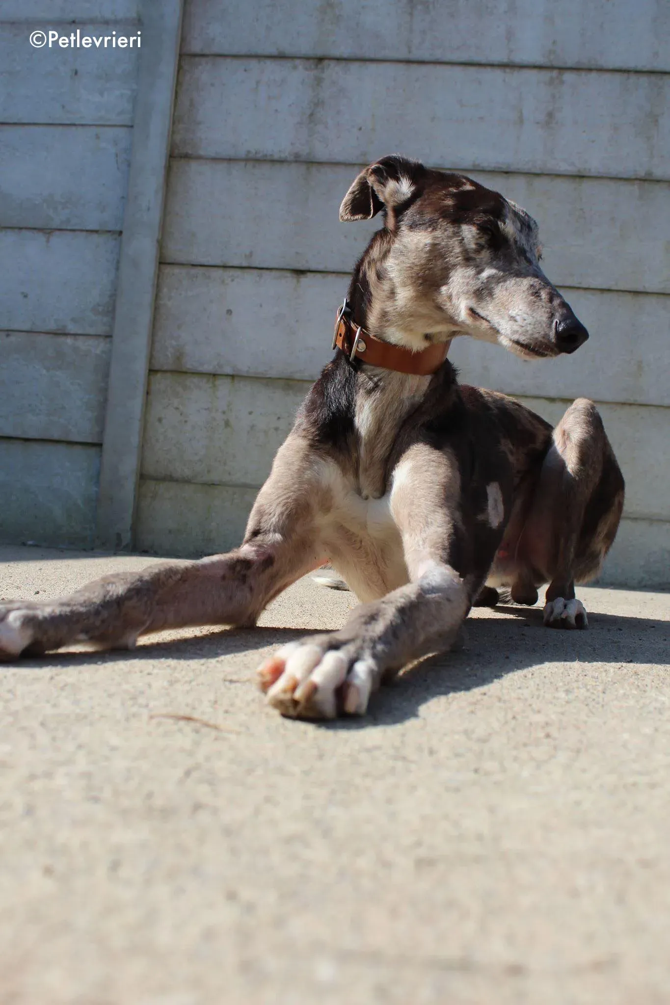 marley adozione levrieri greyhound 1 2