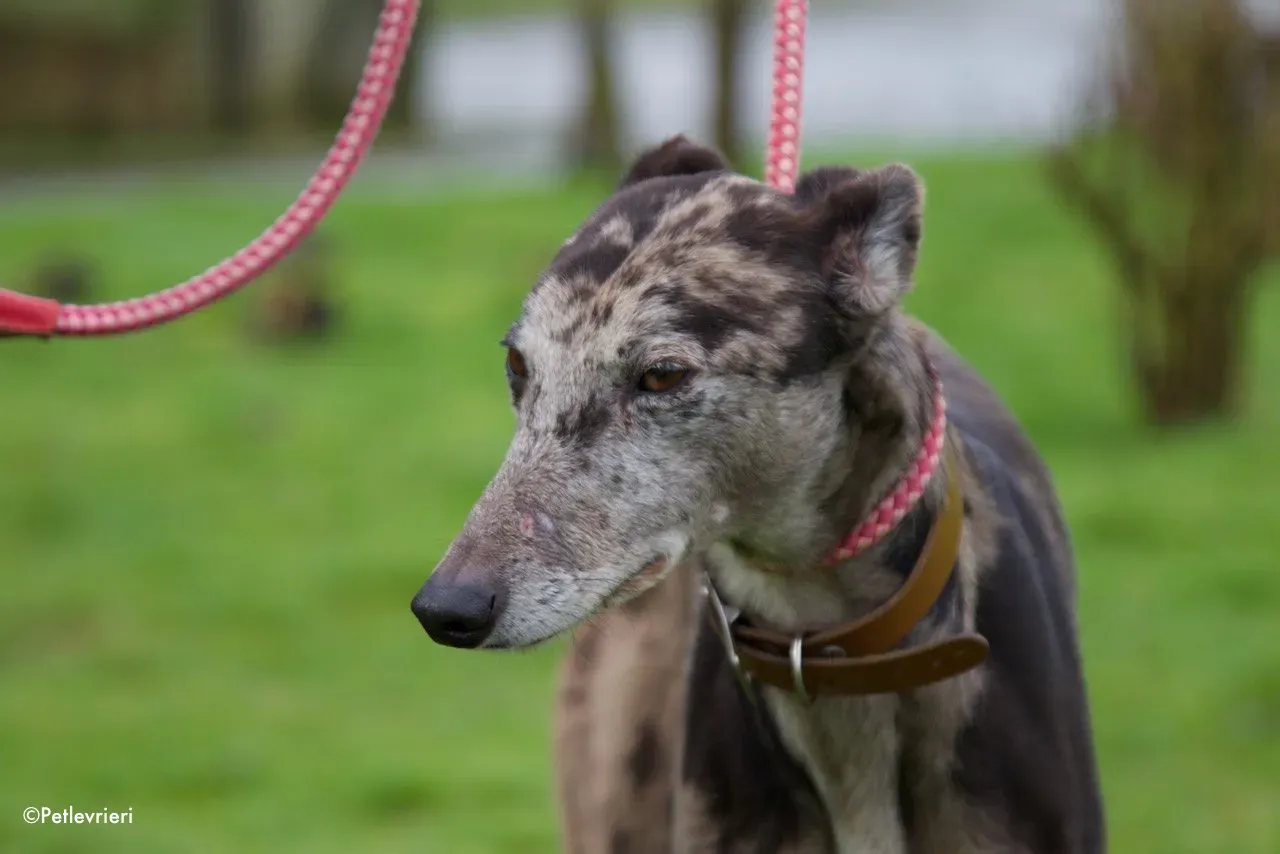 marley adozione levrieri greyhound 1