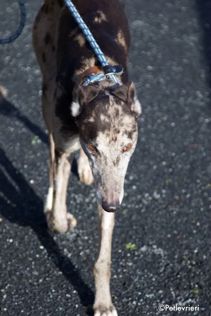marley adozione levrieri greyhound 10
