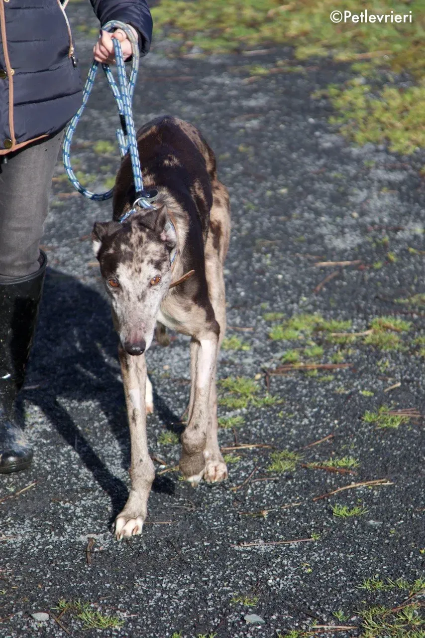 marley adozione levrieri greyhound 11