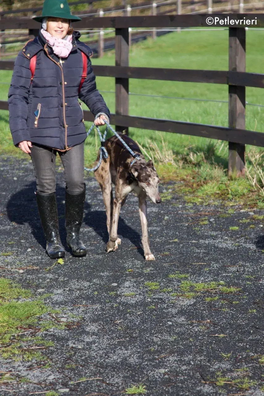 marley adozione levrieri greyhound 12