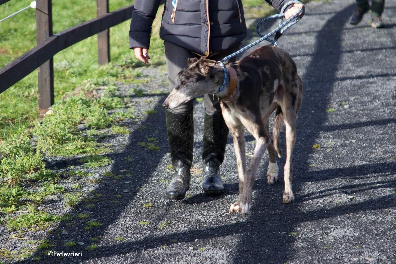 marley adozione levrieri greyhound 13