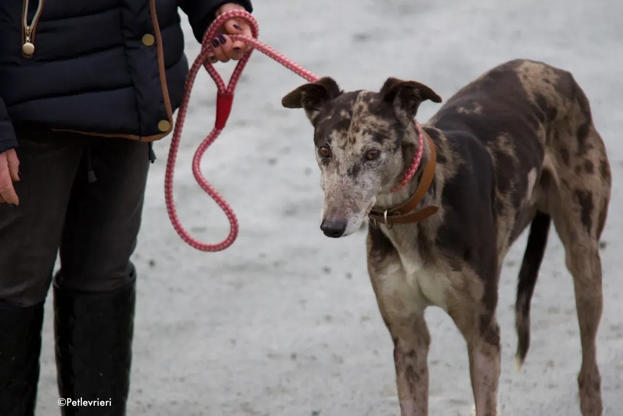marley adozione levrieri greyhound 14
