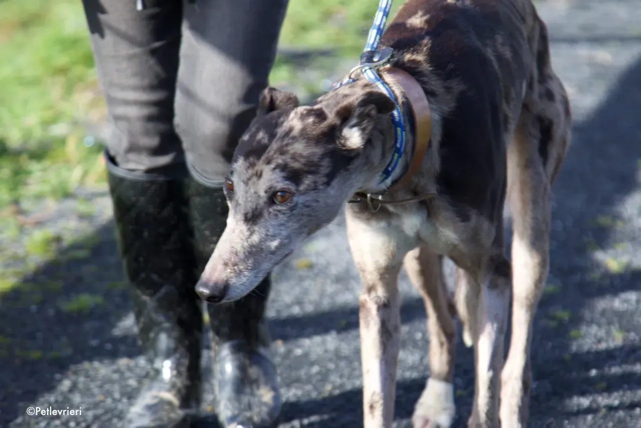 marley adozione levrieri greyhound 15