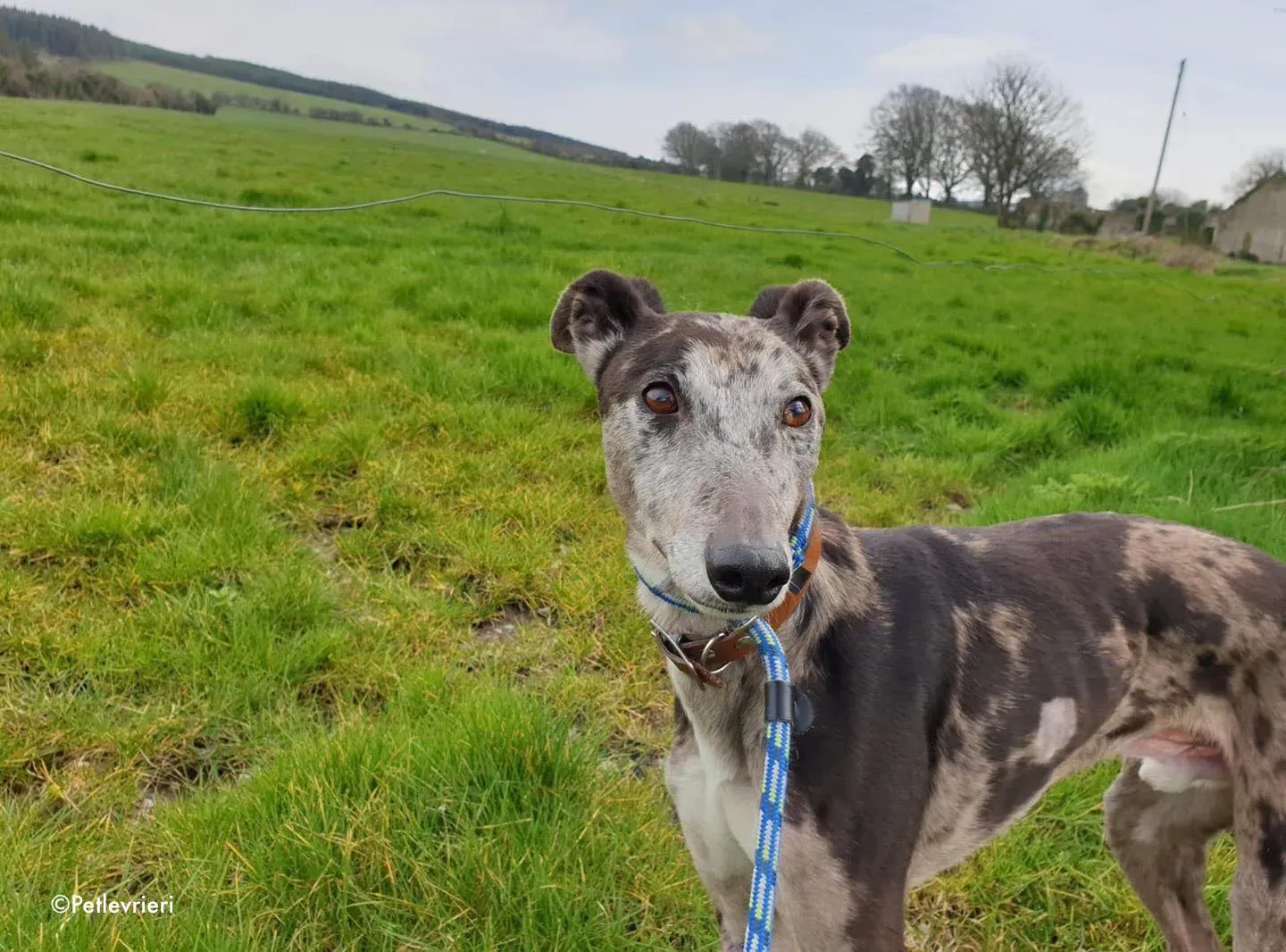 marley adozione levrieri greyhound 2 1