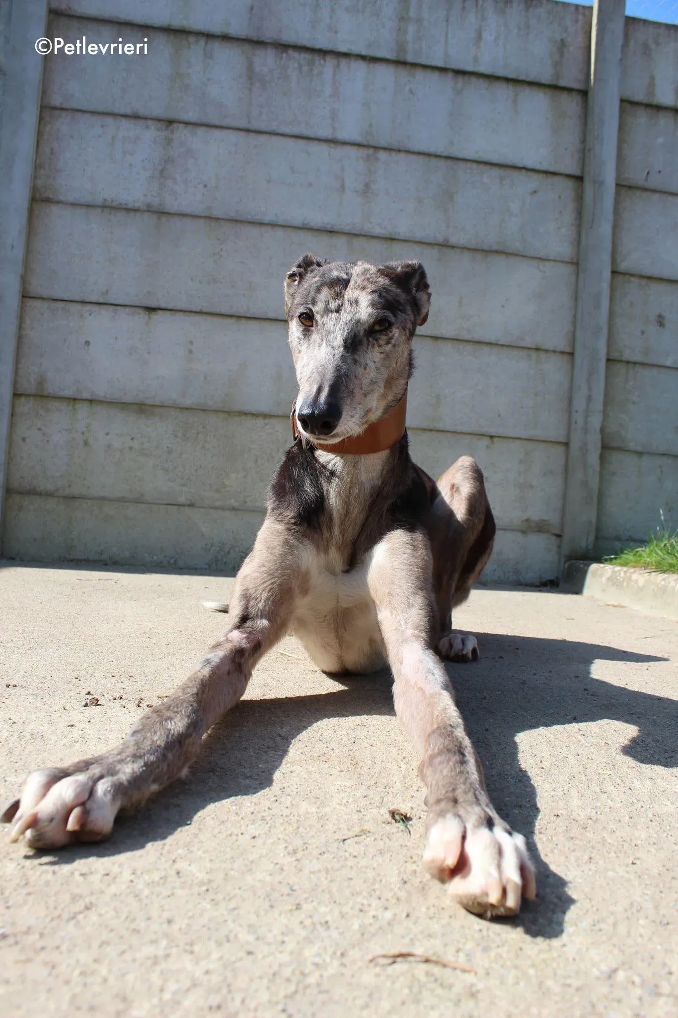 marley adozione levrieri greyhound 2 2