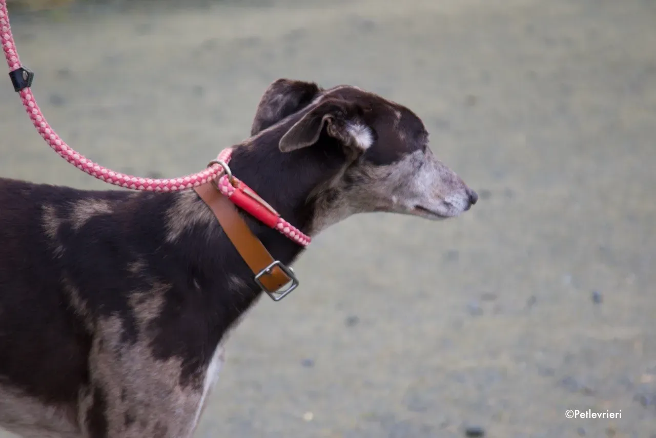 marley adozione levrieri greyhound 2