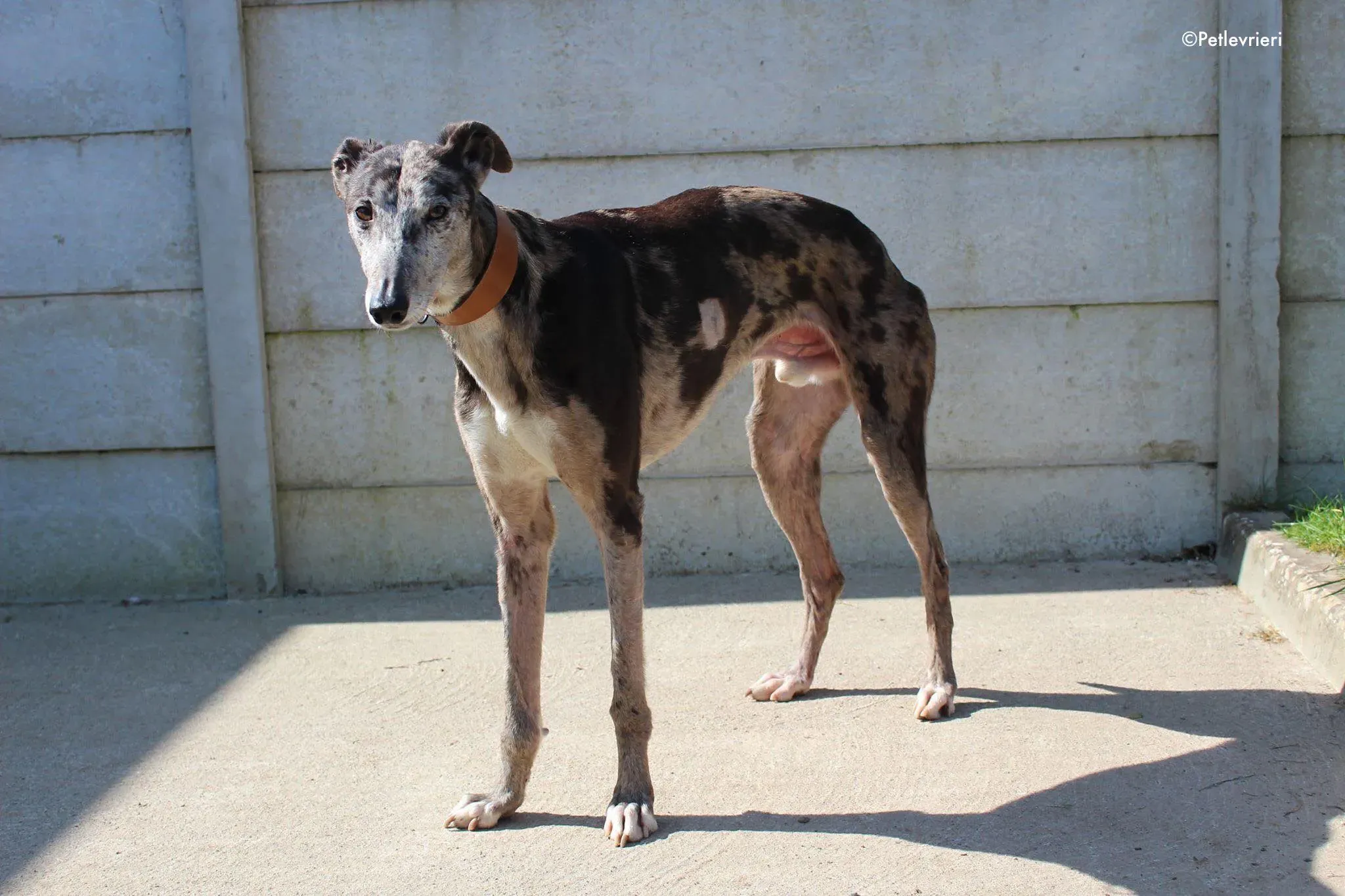 marley adozione levrieri greyhound 3 1