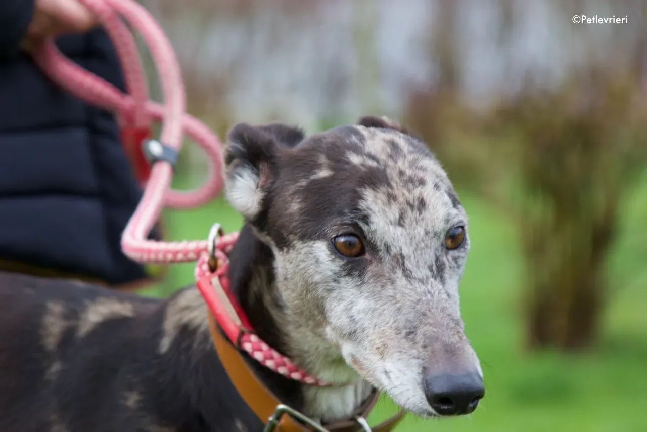marley adozione levrieri greyhound 3