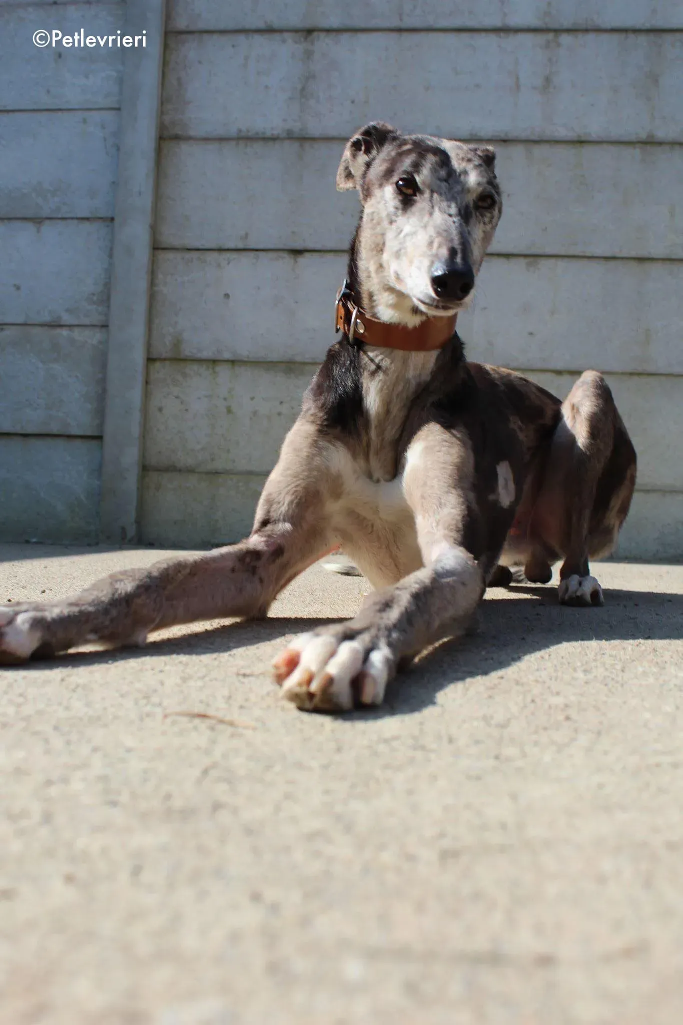 marley adozione levrieri greyhound 4 1