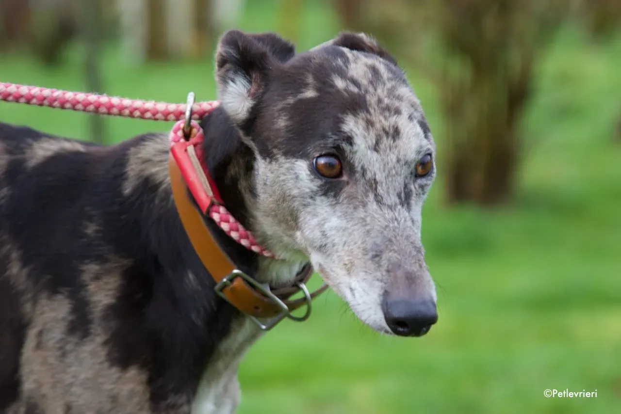 marley adozione levrieri greyhound 4