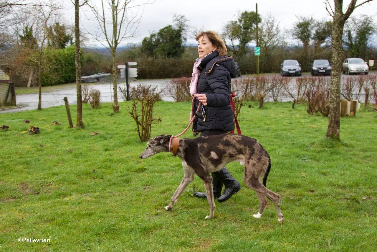 marley adozione levrieri greyhound 5