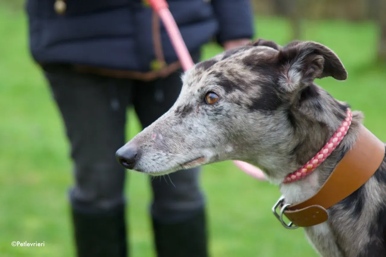 marley adozione levrieri greyhound 6