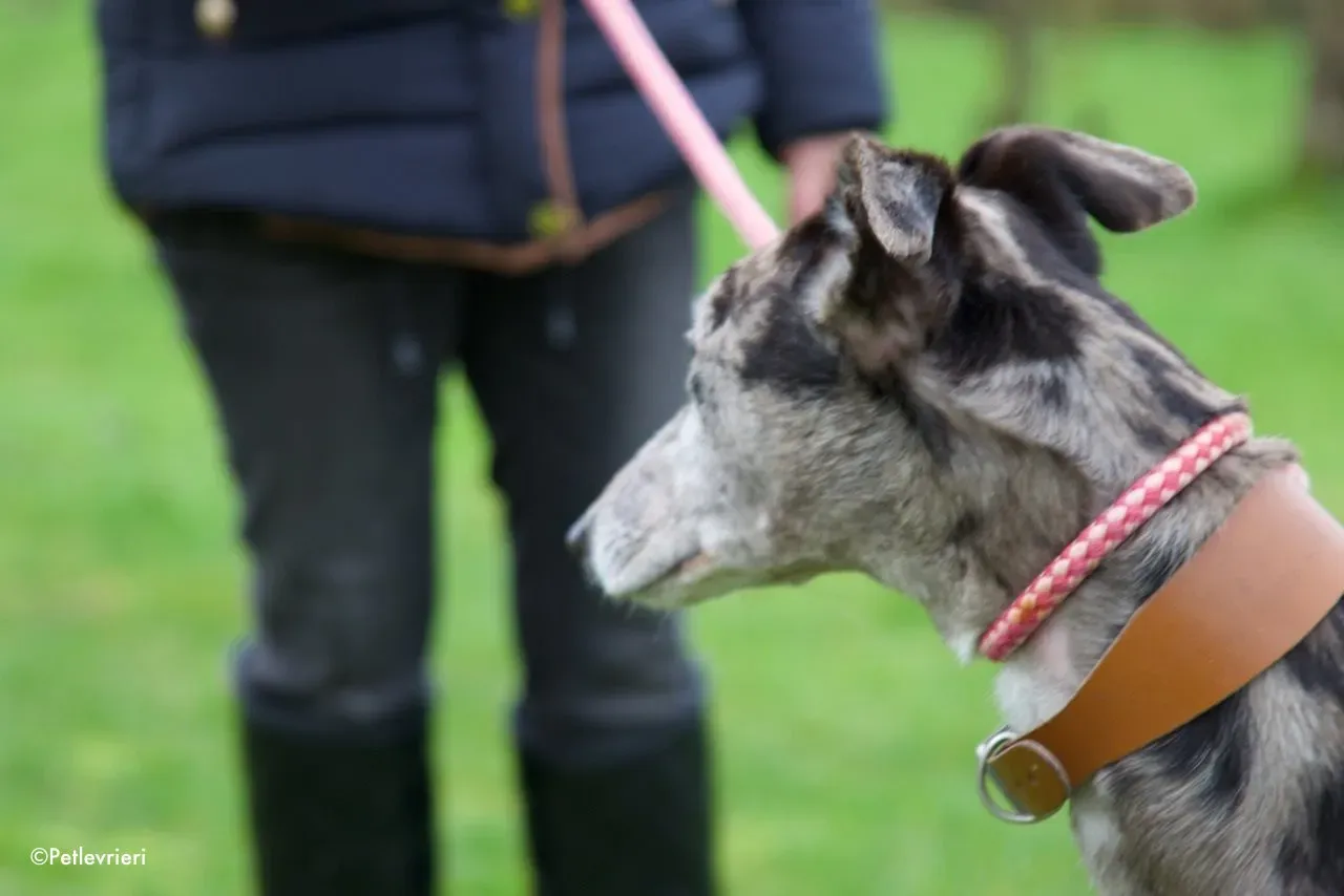 marley adozione levrieri greyhound 7
