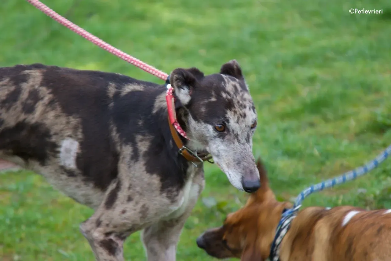 marley adozione levrieri greyhound 8